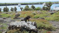Galapagos -Plaza Sur -Meeresechse
