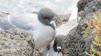 Galapagos -Plaza Sur -Gabelschawanzmöwen