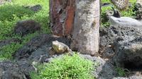 Galapagos -Plaza Sur -Gelber Landleguan und Gabelschwanzmöwe