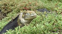 Galapagos -Plaza Sur -Gelber Landleguan