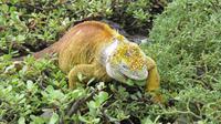 Galapagos -Plaza Sur -Gelber Landleguan