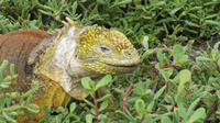 Galapagos -Plaza Sur -Gelber Landleguan
