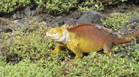 Galapagos -Plaza Sur -Gelber Landleguan
