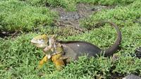 Galapagos -Plaza Sur -Gelber Landleguan