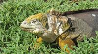 Galapagos -Plaza Sur -Gelber Landleguan