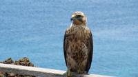 Galapagos - Ausflug nach Bartolome - Galapagos-Bussard