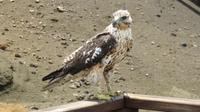 Galapagos - Ausflug nach Bartolome - Galapagos-Bussard