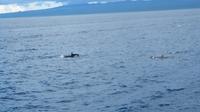 Galapagos - Ausflug nach Bartolome - Delfine gesichtet