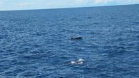 Galapagos - Ausflug nach Bartolome - Delfine gesichtet