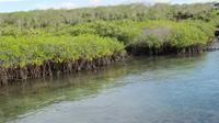 Galapagos - Ausflug nach Bartolomé - Mangroven in Baltra