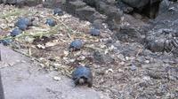 Galapagos - Carles-Darwin-Forschungsstation- Schildkröten-Babys