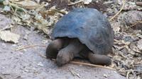 Galapagos - Carles-Darwin-Forschungsstation- Schildkröten-Babys
