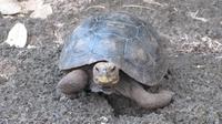 Galapagos - Carles-Darwin-Forschungsstation- Schildkröten-Babys