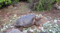 Galapagos - Carles-Darwin-Forschungsstation- Riesenschildkröte