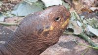Galapagos - Carles-Darwin-Forschungsstation- Riesenschildkröte