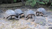 Galapagos - Carles-Darwin-Forschungsstation- Riesenschildkröten