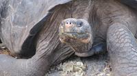 Galapagos - Carles-Darwin-Forschungsstation- Riesenschildkröte