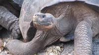 Galapagos - Carles-Darwin-Forschungsstation- Riesenschildkröte
