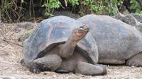 Galapagos - Carles-Darwin-Forschungsstation- Riesenschildkröten
