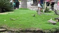 Guayaquil- Leguan-Park