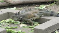 Guayaquil- Leguan-Park