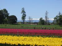 Fahrt nach Puerto Varas
