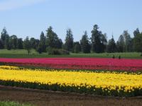 Fahrt nach Puerto Varas