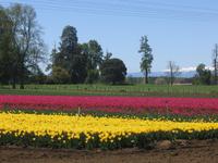 Fahrt nach Puerto Varas