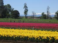Fahrt nach Puerto Varas