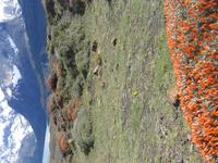 Torre del Paine