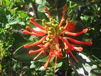 Flora im Torre del Paine