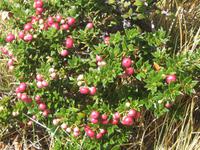 Flora im Torre del Paine