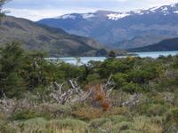 Flora im Torre del Paine