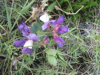 Flora im Torre del Paine