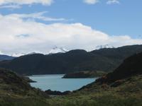 Flora im Torre del Paine