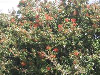 Flora im Torre del Paine