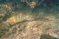 Unterwasserwelt vor Galápagos