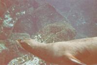 Unterwasserwelt vor Galápagos