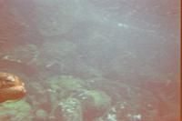 Unterwasserwelt vor Galápagos