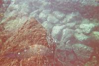 Unterwasserwelt vor Galápagos