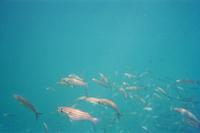 Unterwasserwelt vor Galápagos