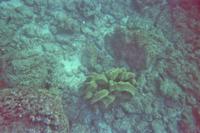 Unterwasserwelt vor Galápagos