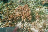 Unterwasserwelt vor Galápagos