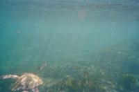 Unterwasserwelt vor Galápagos