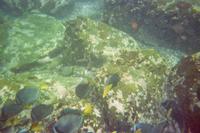 Unterwasserwelt vor Galápagos