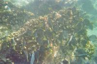 Unterwasserwelt vor Galápagos