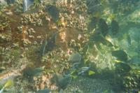 Unterwasserwelt vor Galápagos