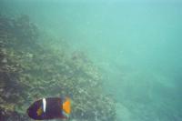 Unterwasserwelt vor Galápagos