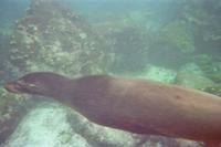 Unterwasserwelt vor Galápagos