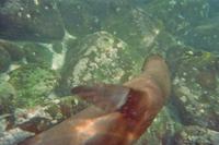 Unterwasserwelt vor Galápagos